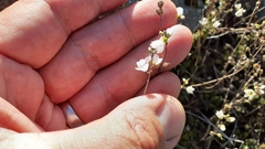 Veronica decora
