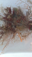 Eudendrium racemosum