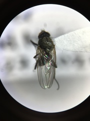 Anthomyiidae
