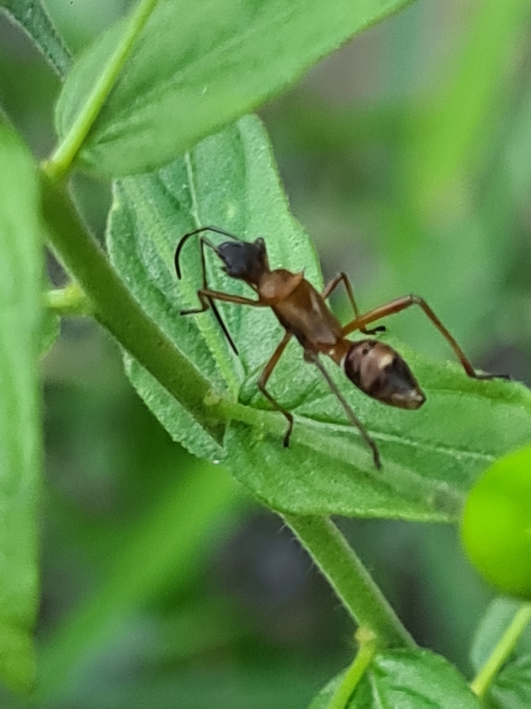 Alydinae from Kwakoegron, Suriname on January 17, 2023 at 0533 PM by