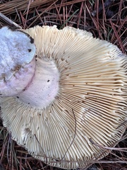 Russula xerampelina