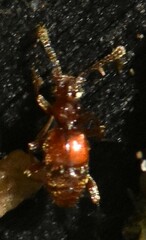 Pselaphinae