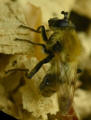 Criorhina floccosa