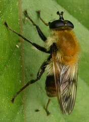 Criorhina floccosa