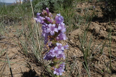 Penstemon cyathophorus