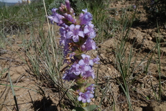 Penstemon cyathophorus