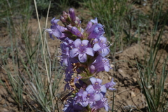 Penstemon cyathophorus