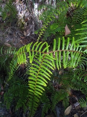 Gleichenia microphylla