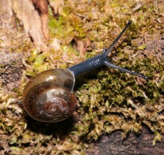 Morlina glabra