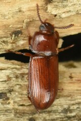 Uloma culinaris