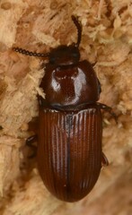 Uloma culinaris