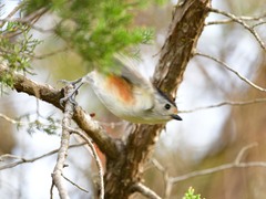 Baeolophus bicolor × atricristatus