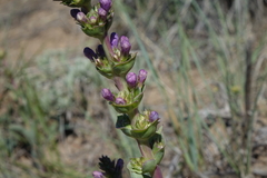 Penstemon cyathophorus