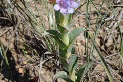 Penstemon cyathophorus