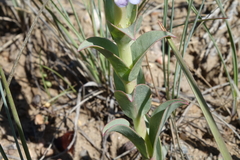Penstemon cyathophorus