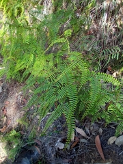 Gleichenia microphylla