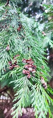 Chamaecyparis lawsoniana