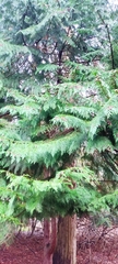 Chamaecyparis lawsoniana