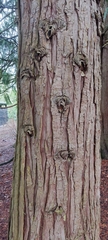 Chamaecyparis lawsoniana