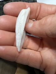 Arcidae