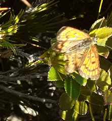 Lycaena