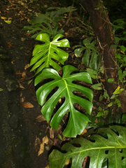 Monstera