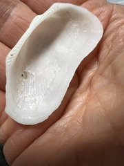 Arcidae