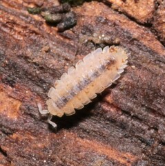 Haplophthalmus danicus