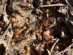 Camponotus festinatus