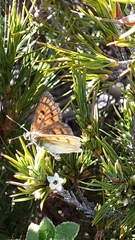 Lycaena