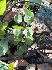 Roldana sessilifolia