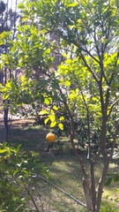 Citrus paridisi