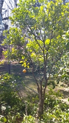 Citrus paridisi