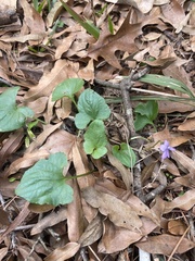 Viola missouriensis