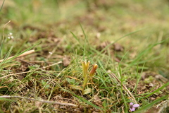 Gagea bohemica