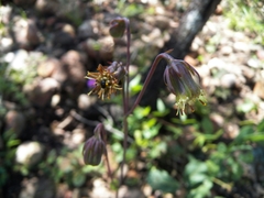 Roldana sessilifolia