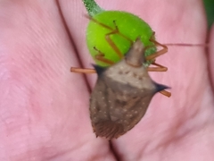 Carpocorini