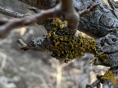 Xanthomendoza weberi