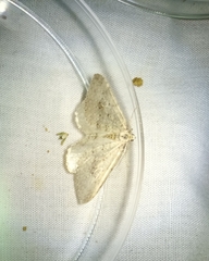 Colostygia multistrigaria