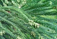 Cryptomeria japonica