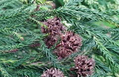 Cryptomeria japonica