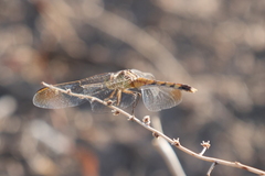 Erythrodiplax nigricans