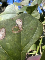 Leucoptera erythrinella