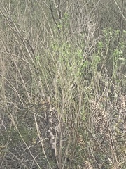 Polygonia interrogationis