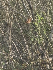 Polygonia interrogationis