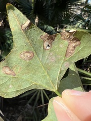 Leucoptera erythrinella