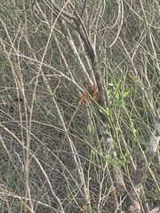 Polygonia interrogationis