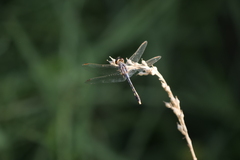 Erythrodiplax nigricans