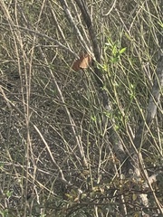 Polygonia interrogationis