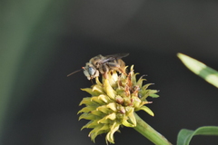 Apinae